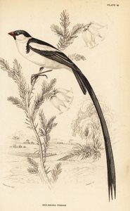 凤尾鱼（Vidua macroura）（红嘴鱼，Vidua erythrorhynchus）。 作者 威廉家蜥蜴队