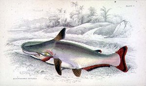 板块9 Hypothalmus Davalla由艺术家根据《博物学家文库》第三卷刻制，由Robert Hermann Schomburgh爵士（1804-65）撰写，William Jardine爵士（1800-74）编撰，出版。1833-45（雕刻）。 作者 威廉家蜥蜴队