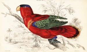紫枕鹦鹉，Lorius domicella