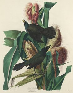 紫斑鸠，1827年。 作者 威廉家蜥蜴队