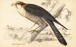 红颈隼，Falco chicquera ruficollis 作者 威廉家蜥蜴队