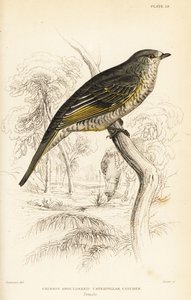 红肩杜鹃鸟，雌性，Campephaga phoenicea 作者 威廉家蜥蜴队