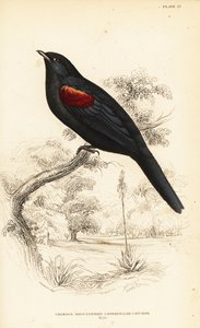 红肩杜鹃，雄性，Campephaga phoenicea 作者 威廉家蜥蜴队