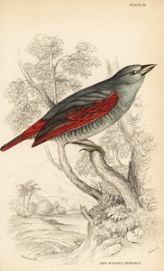 红翅Pytilia phoenicoptera（红翅孟加拉，Pytilia phaenicoptera） 作者 威廉家蜥蜴队