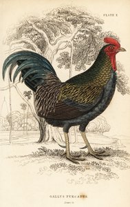红原鸡，Gallus gallus javanicus