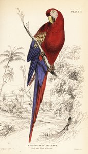 猩红色金刚鹦鹉，Ara macao