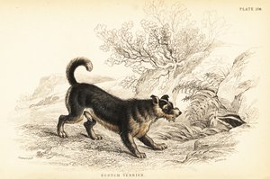 苏格兰梗或苏格兰猎犬（Canis lupus familiaris 作者 威廉家蜥蜴队