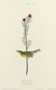 塞尔比的捕蝇者，1827年。 作者 威廉家蜥蜴队