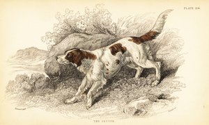 塞特犬，犬类狼疮（犬指数） 作者 威廉家蜥蜴队