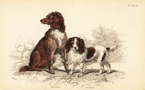 赛特犬和可卡犬，熟悉的狼犬 作者 威廉家蜥蜴队