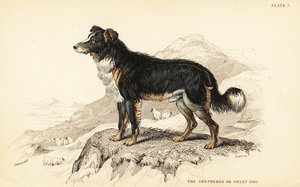 牧羊犬或牧羊犬，犬类狼疮（家犬） 作者 威廉家蜥蜴队
