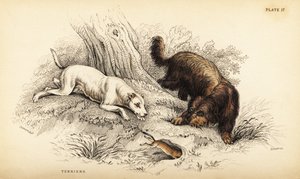 光毛梗和苏格兰或线毛梗，熟悉狼犬（Canis terrarius）。 作者 威廉家蜥蜴队