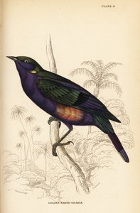 灿烂的光泽椋鸟 (塞内加尔), Lamprotornis splendidus chrysonotis (Golden eared grakle, Lamprotornis chrysonotis) 作者 威廉家蜥蜴队