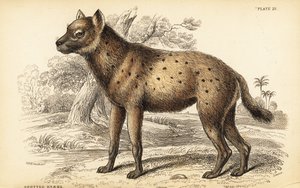 斑鬣狗或笑鬣狗, Crocuta crocuta (Hyaena crocuta) 作者 威廉家蜥蜴队
