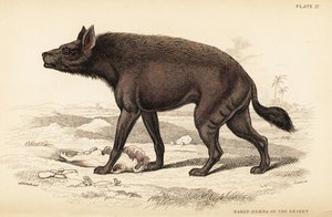 Striped hyena, Hyaena hyaena (Naked hyaena of the desert, Hyaena vulgaris)