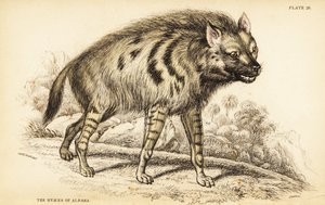 Striped hyena, Hyaena hyaena 作者 威廉家蜥蜴队