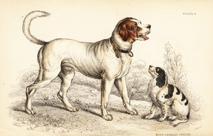 高山犬或大圣伯纳犬、犬类狼疮和查尔斯国王猎犬、犬类狼疮 (Canis extrarius) 作者 威廉家蜥蜴队