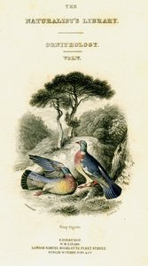 博物学家图书馆，鸟类学第五卷，环鸽，c1833-1865。 作者 威廉家蜥蜴队