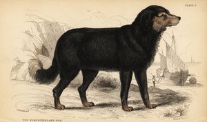 The Newfoundland dog, Canis lupus familiaris )Canis terranovae) 作者 威廉家蜥蜴队