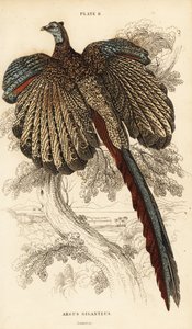 大乌鸡，Argusianus argus（乌鸡或巨大的乌鸡，Argus giganteus）。 作者 威廉家蜥蜴队