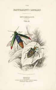 标题页有宝石甲虫、Chrysochroa fulminans 和斑纹钻石甲虫、 Curculio splendens 的小插图 作者 威廉家蜥蜴队