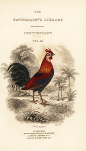 带有红色原鸡 (Javan), Gallus gallus bankiva 小插图的标题页 作者 威廉家蜥蜴队