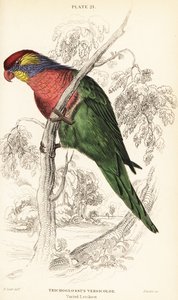 变异澳洲鹦鹉，Psitteuteles versicolor (Trichoglossus versicolor) 作者 威廉家蜥蜴队