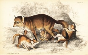 红狐的变种，Vulpes vulpes和幼崽（巴伐利亚的煤狐，Vulpes alopex）。 作者 威廉家蜥蜴队