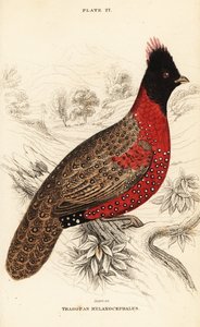 西部角雉或西部角雉，Tragopan melanocephalus 作者 威廉家蜥蜴队