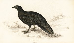 西部角雉或西部角雉，雌性，Tragopan melanocephalus 作者 威廉家蜥蜴队