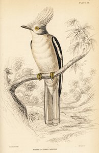 白冠头盔鵙，Prionops plumatus