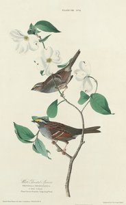 白喉麻雀，1827年。 作者 威廉家蜥蜴队