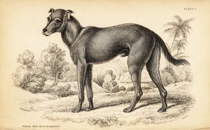 在多米尼加共和国和海地发现的野狗，犬类狼疮（圣狼犬）