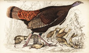 野生火鸡，雌性和幼体，Meleagris gallopavo 作者 威廉家蜥蜴队