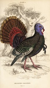 野生火鸡，雄性，Meleagris gallopavo 作者 威廉家蜥蜴队