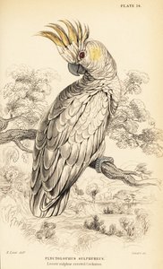 Yellow-crested cockatoo, Cacatua sulphurea 作者 威廉家蜥蜴队
