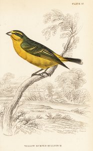 黄额金丝雀（塞内加尔），Crithagra mozambica caniceps（黄腰牛雀，Crithagra chrysopyga) 作者 威廉家蜥蜴队