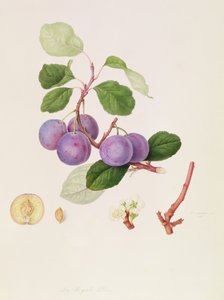 皇家梅花，1815年