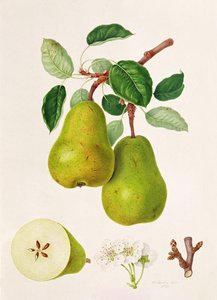 D&39;Auch Pear，1817