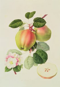 荷兰科德林，1820年