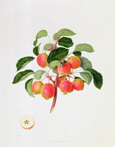 鞑靼螃蟹苹果，1819年