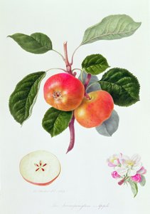 特朗普顿苹果公司，1819年