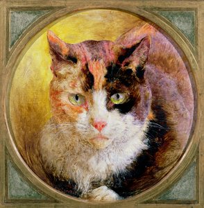 1866年龟甲猫的头部研究