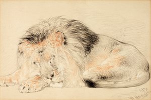研究狮子，1879年（粉笔在纸上）