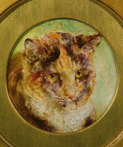 龟甲猫的研究