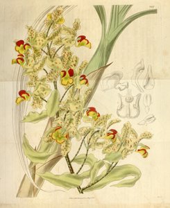 环孢菌素斑点 作者 威廉·杰克逊·胡克