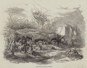 农业图片，Lambing