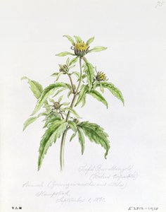 Trifid Burr-Marigold，于1861年9月1日在汉普斯特德绘制 作者 威廉·詹姆斯·林顿