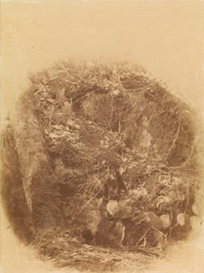 无题，选自作品集《森林》：阿迪朗达克森林 作者 威廉·詹姆斯·斯蒂尔曼