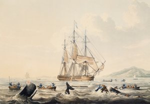 南海捕鲸，威廉-约翰-哈金斯（1781-1845）的雕刻作品，44x57厘米 作者 威廉·约翰·哈金斯